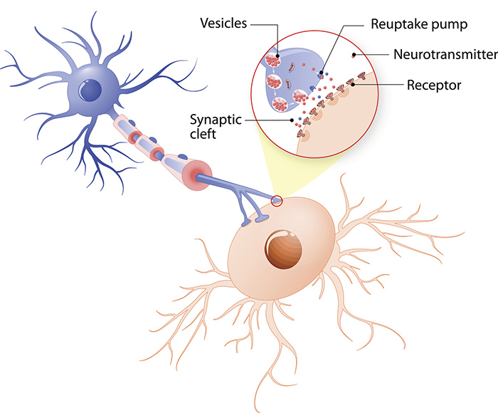 Structure of a typical chemical synapse. neurotransmitter release mechanisms. Neurotransmitters are packaged into synaptic vesicles transmit signals from a neuron to a target cell across a synapse.